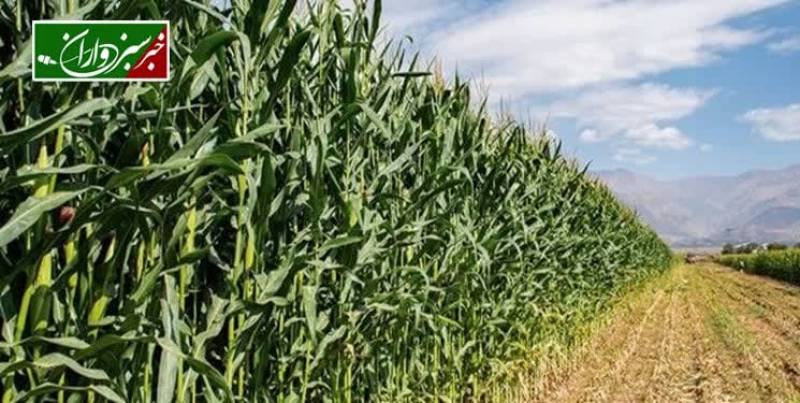 آفت کرم ساقه‌خوار، خسارت به کشاورزی، بدهی کشاورزان به بانک‌ها