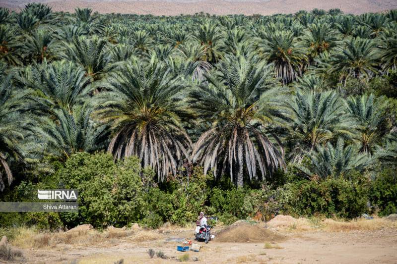 نیمی از نخلستان‌های جنوب کرمان به آفت سرخرطومی آلوده شده است