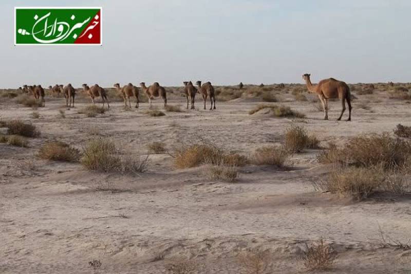 باتلاق جازموریان بیابان شد/ خشکسالی مطلق در جنوب کرمان