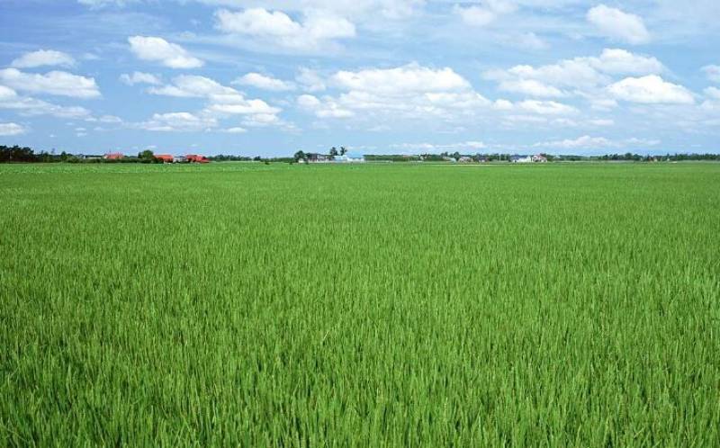 هجوم آفت کرم برگ‌خوار به گندم‌های عنبرآباد و آغاز سمپاشی گسترده