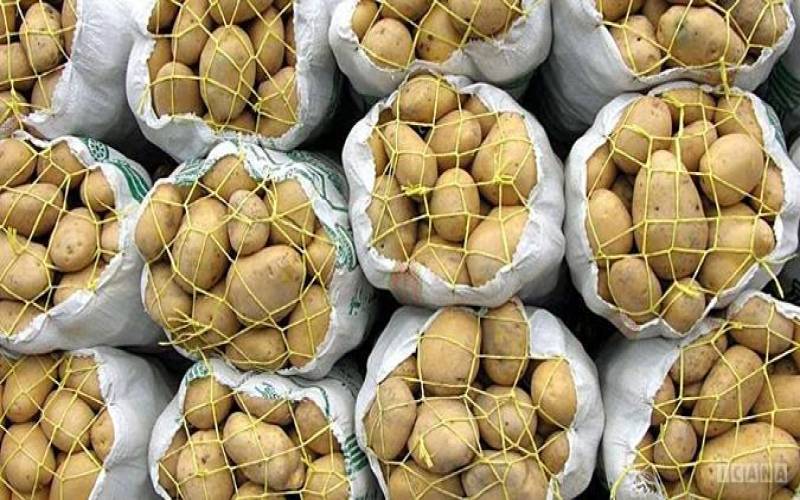 قیمت ۵ هزار تومانی سیب زمینی هزینه برداشت و انبارداری را پوشش نمی‌دهد
