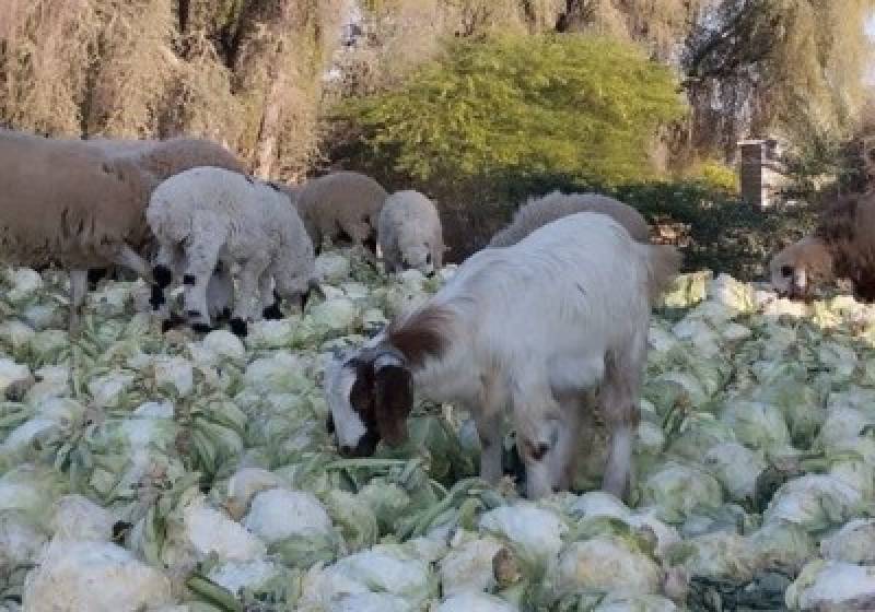 آفت به جان محصولات کشاورزی توکهور هشتنبدی