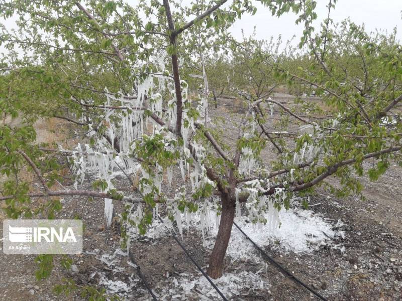 هشدار زرد هواشناسی و احتمال خسارت به محصولات کشاورزی در کرمان