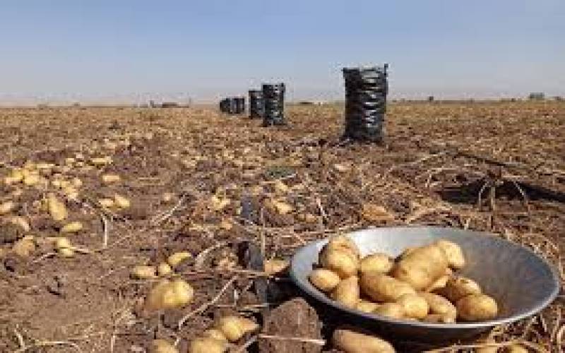 یک مقام مسئول: سیب‌زمینی با قیمت بیش‌تری به دست مصرف‌کننده می‌رسد