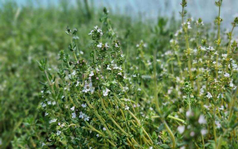 گسترش تولید گیاهان دارویی زنجیره صنعت را توسعه و تقویت می کند