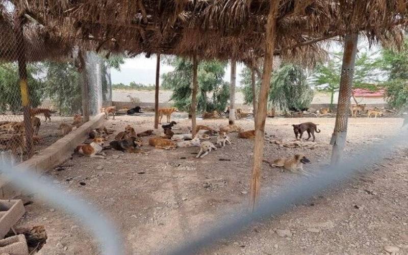 زنگ خطر سگ‌های بلاصاحب و صاحب‌دار در جنوب کرمان به صدا در آمده است