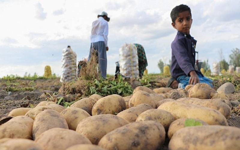۲۵ شهریور روز «محصول جنوب کرمان» نامگذاری می‌شود