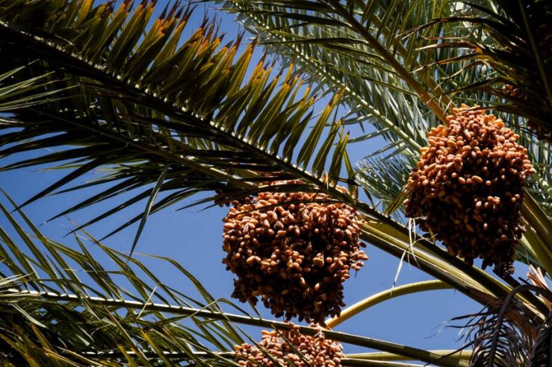 ۱۸۰ هزار تن خرما در جنوب کرمان برداشت شد