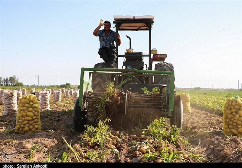 فعالیت ۶۰ درصد شاغلان جنوب استان کرمان در حوزه کشاورزی