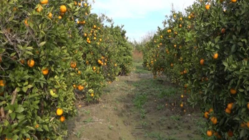 آغاز برداشت مرکبات از ۳۳ هزار هکتار باغات جنوب کرمان