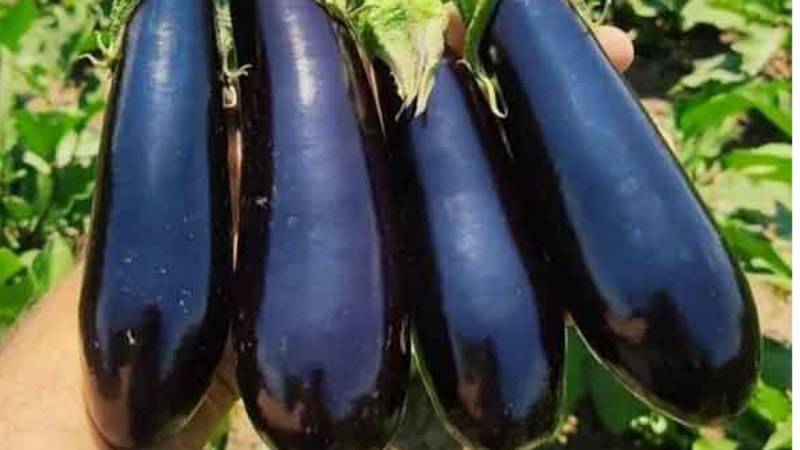 برداشت ۴۲ هزار تن بادمجان گلخانه‌ای از گلخانه‌های جنوب کرمان