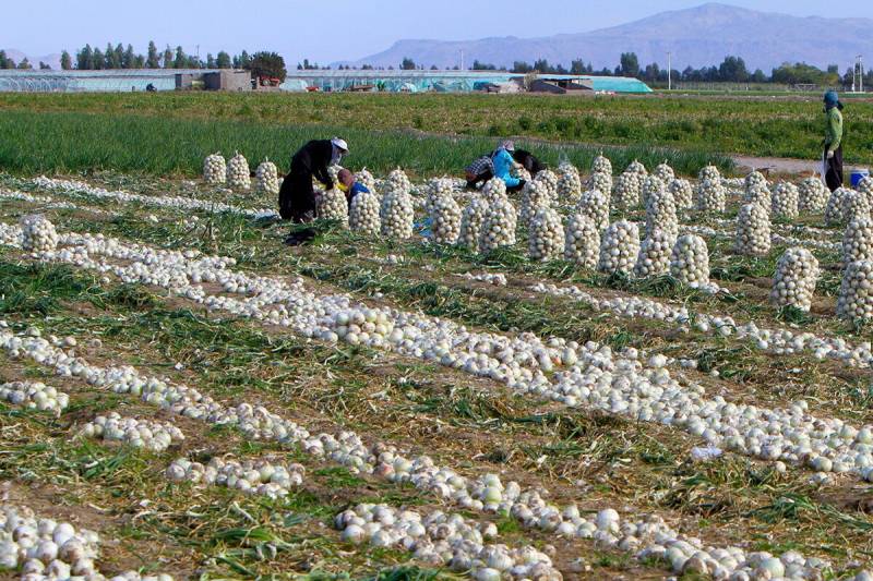 تکرار مشکل پیازکاران جنوب کرمان پذیرفتنی نیست