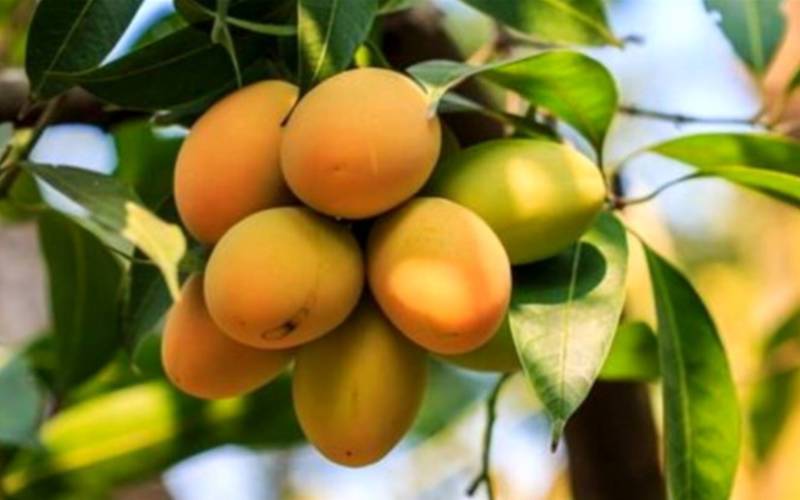 برداشت انبه درجنوب کرمان