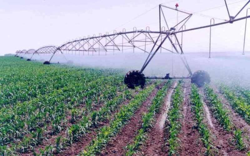 بزرگ ترین باغ مرکبات ایران در مجموعه کشت و صنعت جیرفت