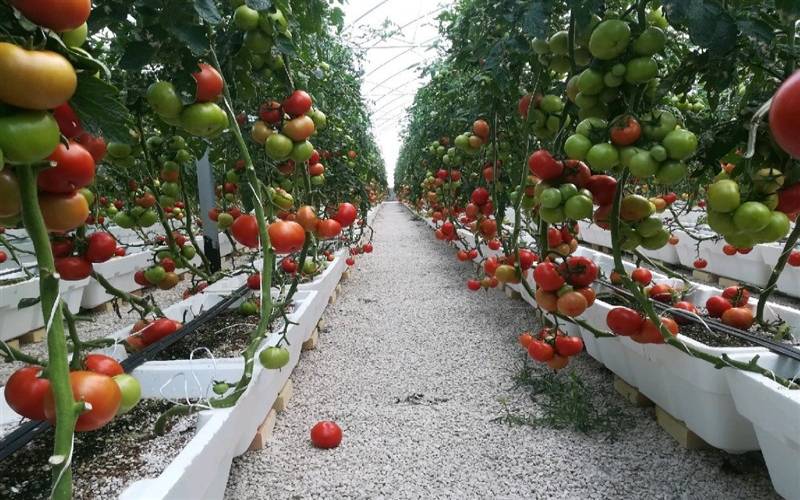 تأمین سوخت گلخانه‌ها دغدغه جدی بهره‌برداران بخش کشاورزی در جنوب کرمان