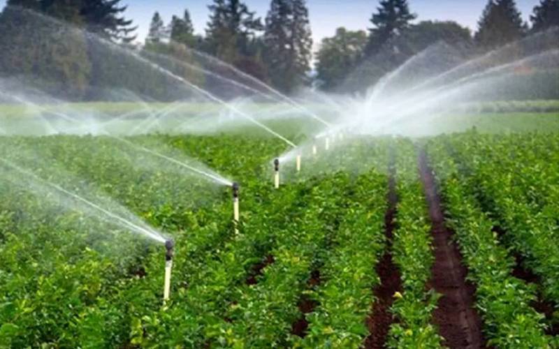 لزوم رعایت الگوی کشت برای پایداری تولید در جنوب کرمان