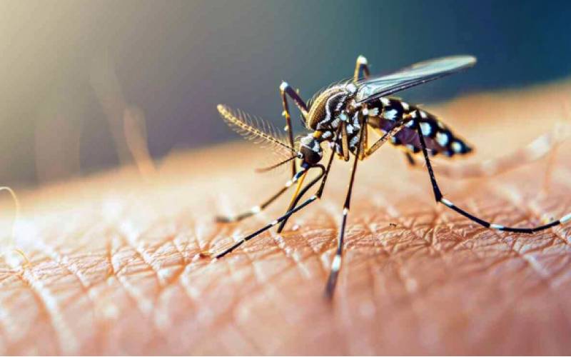 پشه آئدس آلوده به ویروس در جنوب کرمان مشاهده نشده است