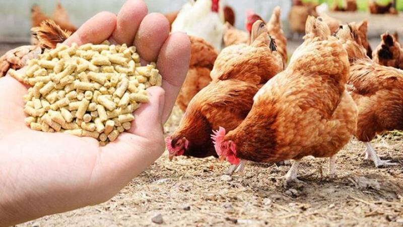 جلوگیری از خسارت ۱۵۰ میلیارد ریالی در بخش طیور جیرفت